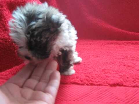 Spike the Mauzer is a little teacup doll!