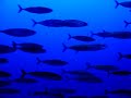 Fish Swimming Fish Swimming
