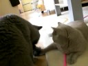 Elfie und Kitty spielen