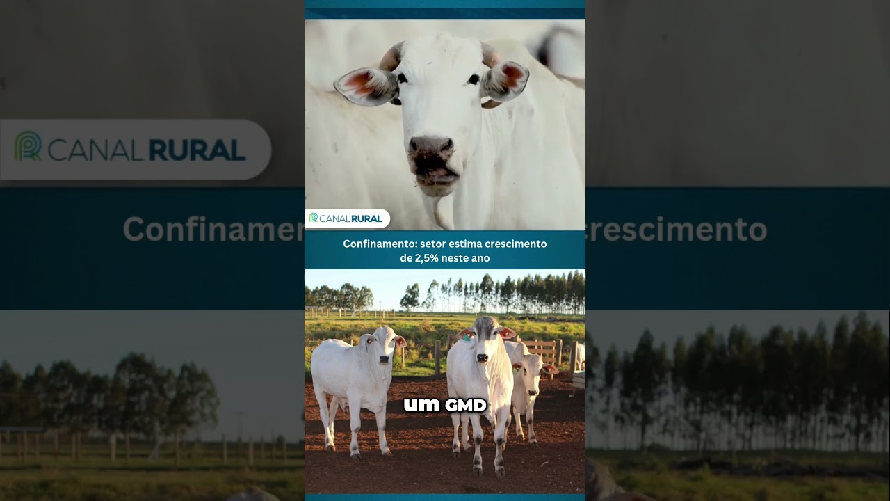 Confinamento: setor estima crescimento de 2,5% neste ano