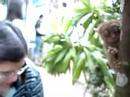Tarsiers #3