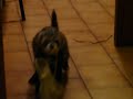 Clyde furet atteint de TOCS : fétichiste