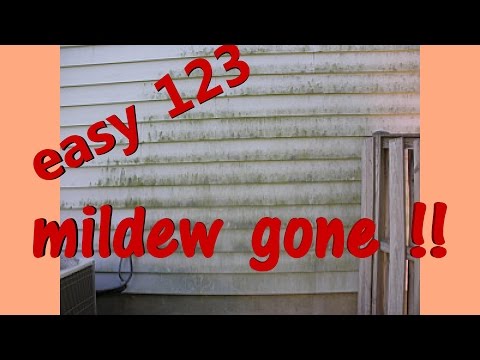 how to eliminate mold in a home
