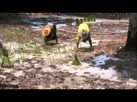 how to harvest rice and how is grown