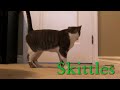 CUTE!! White and Grey Cat!! [HD]