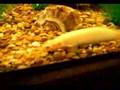 My Fish Tank. The Polypterus Bichir Show Part 1