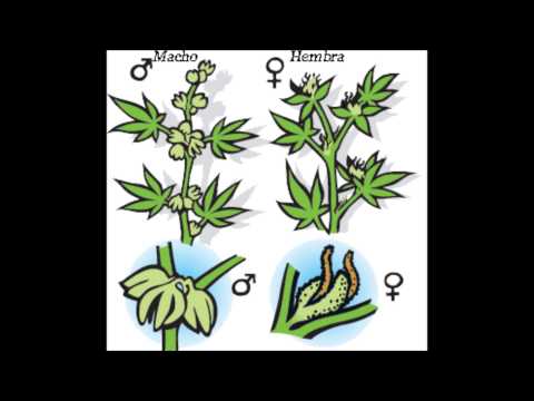 hermafroditas - Espero les interece, solo es para qe sepan distinguir el sexo de una planta de MARIHUANA.