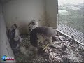 S2 Hunts & Feeds Kuikens in the Netherlands Monday