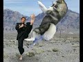 huzkey chuck norris