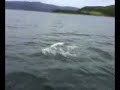 Dolphins Spotted Clyde (west Kyle) Dolphins Spotted Clyde (west Kyle)