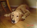 My Cute Golden Retriever Dog Named Bayley