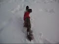 Snow Leya