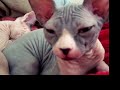 Re: Re: Tired bALd kitty