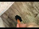 hranjenje polhov (dormouse feeding)
