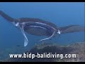 Manta Point Bali, Nusa Penida Manta Point Bali, Nusa Penida