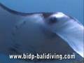 Manta Point Bali, Nusa Penida