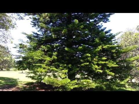 how to care norfolk island pine