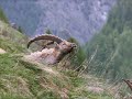 Click here to watch this video Bouquetins de Champoléon2.wmv