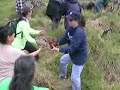 Koa Planting Koa Planting