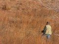 peregrine-falcon-rescue.html