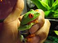 RED EYE TREE FROG CARE
