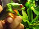 how to care for a red eyed tree frog