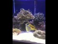 Salt water fish tank 125 gallon