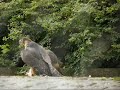 De Mortel Juvies met prooi 20 juni