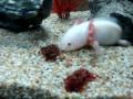 axolotl eat red larvae