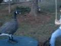 videos de Messin' With Goose