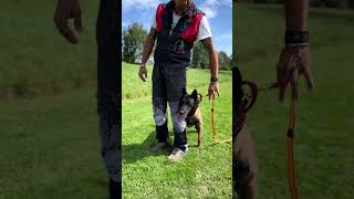 65 Malinois entrenando Transport