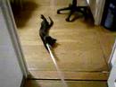 pulled cat