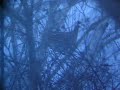 Grouse in Blizzard