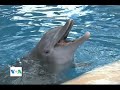 Kopshti Zoologjik Brukfilld në Çikago