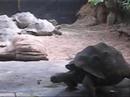 Schildpadden dansen de rumba Schildpadden dansen de rumba
