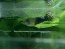 Guppy Birth