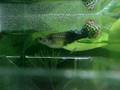Guppy Birth