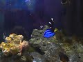 aquario com 10 meses 