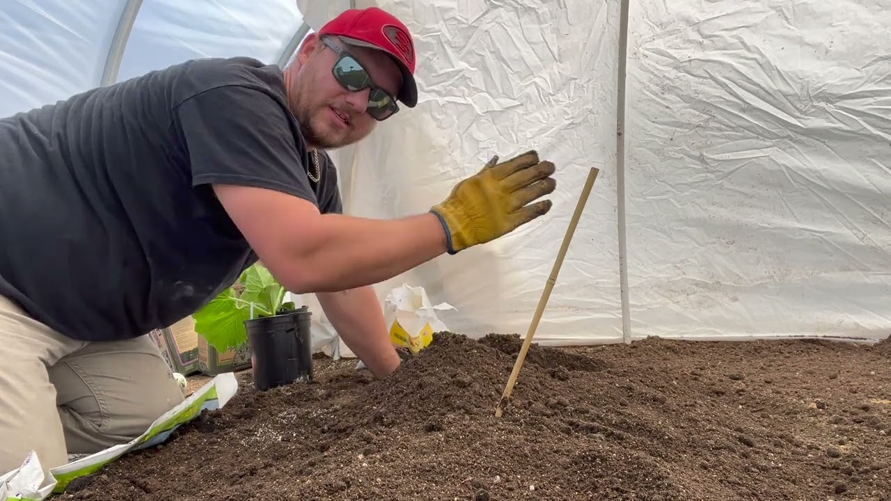 The GIANTS are in the ground. Grow a giant pumpkin!