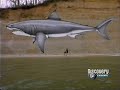 Paleomundo-38 Tiburones Prehistóricos ( 3/3 )