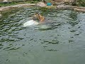 Philadelphia Zoo Tiger Playing in Water 3 Philadelphia Zoo Tiger Playing in Water 3