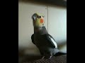My bird Moe singing his improvised version of 'Pop Goes the Weasel': http://www.youtube.com/watch?v=bW0jQnMz7sk