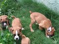 Search Video
