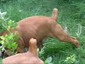 Search Video