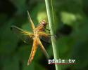 Libelle im Schilf