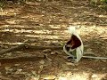 Sifaka in Madagascar (2)