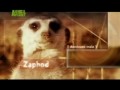 Meerkat Manor Trailer 1.wmv