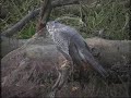 Hawk Bird of Prey, Veluwe