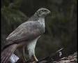 Hawk Bird of Prey, Veluwe