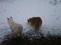Winter Snow scenes